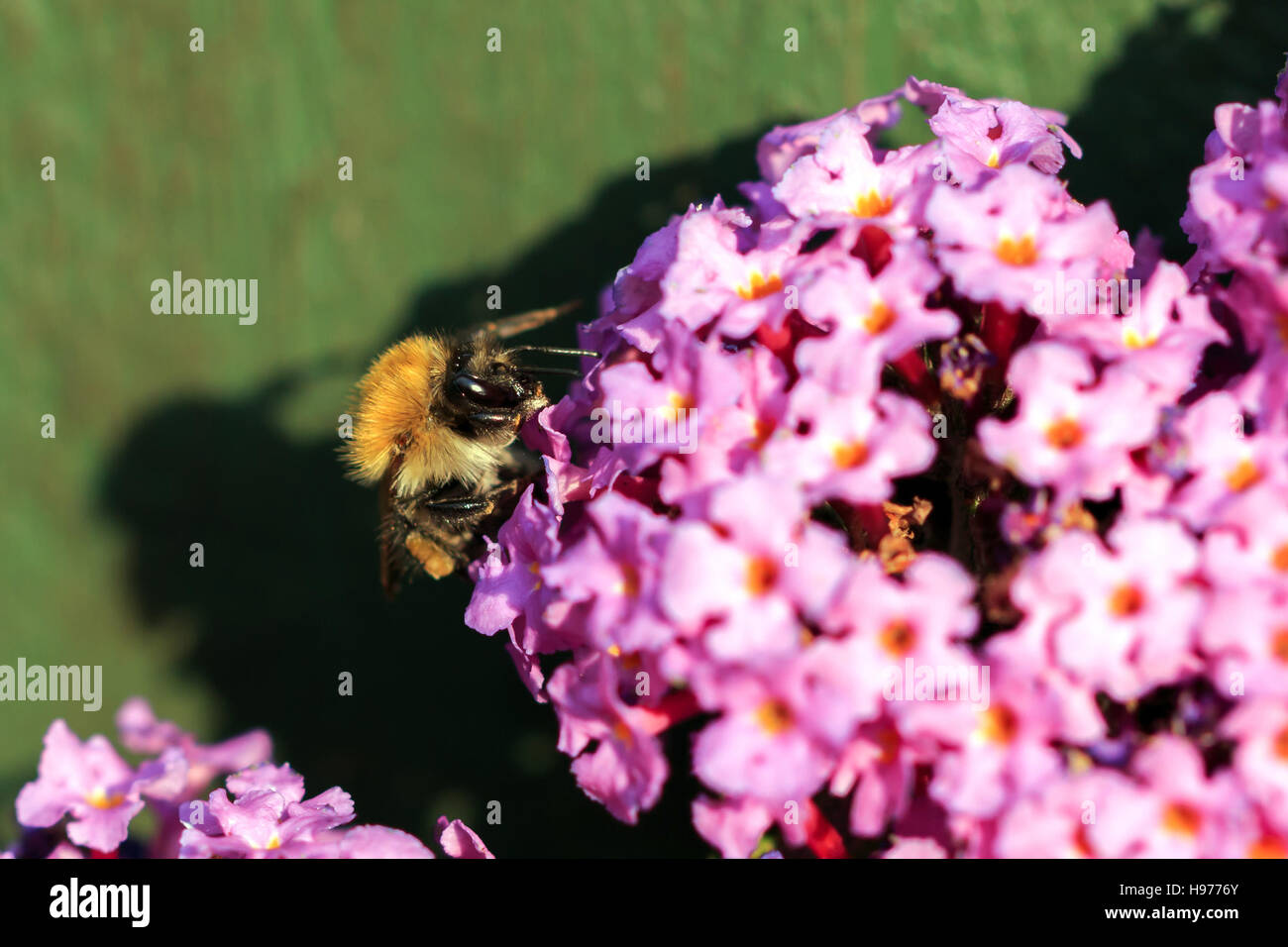 Sunlit Buff-tailed Bourdon sur Buddleia rose fleurs Banque D'Images