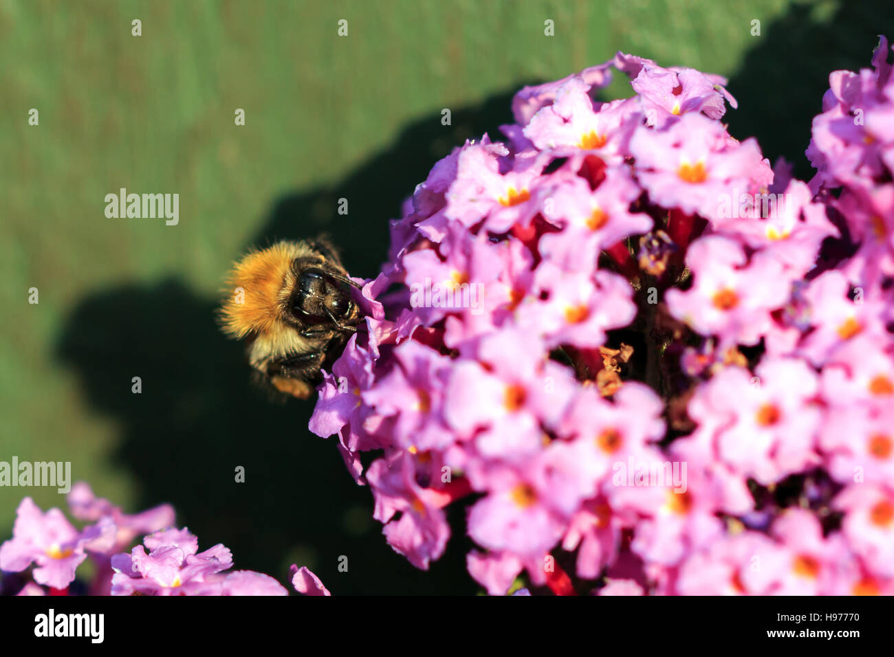 Sunlit Buff-tailed Bourdon sur Buddleia rose fleurs Banque D'Images