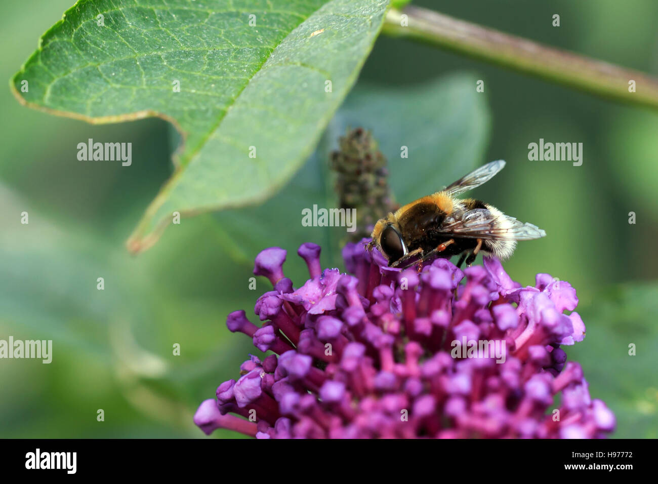 Sunlit Buff-tailed Bourdon sur Buddleia rose fleurs Banque D'Images