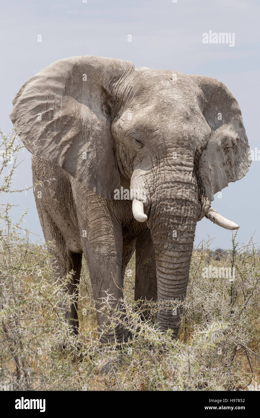 Parc National d'Etosha, Namibie l'éléphant Banque D'Images