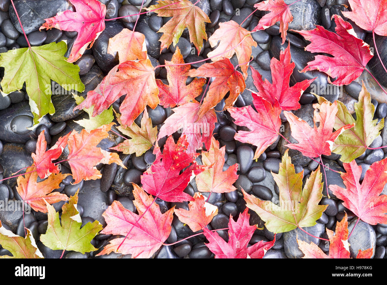 Vue de feuillus denses de couleur érable Arbre Feuilles sur le black rocky gorund pour automne fond Banque D'Images