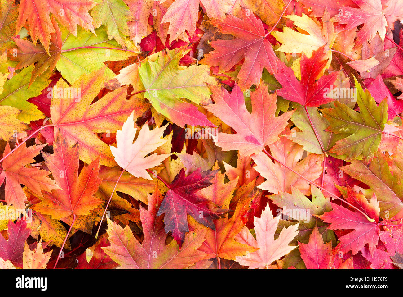 Lit à sec de feuilles aux couleurs automnales sur le terrain tombé de Feuillus Arbres, représentant l'automne Banque D'Images