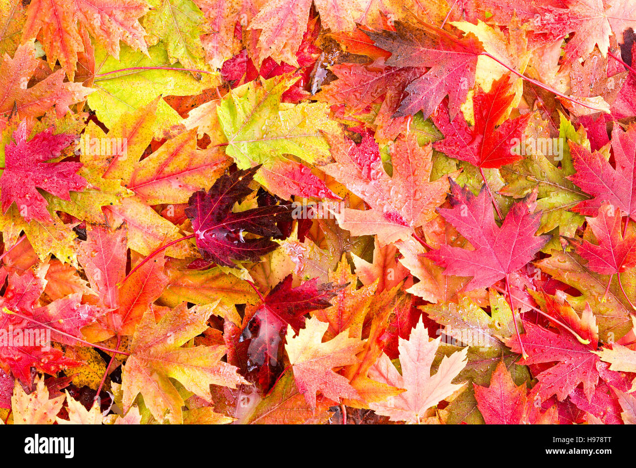 Juste après matin givre lit humide de feuilles d'automne tombées tombé de Feuillus Arbres Banque D'Images