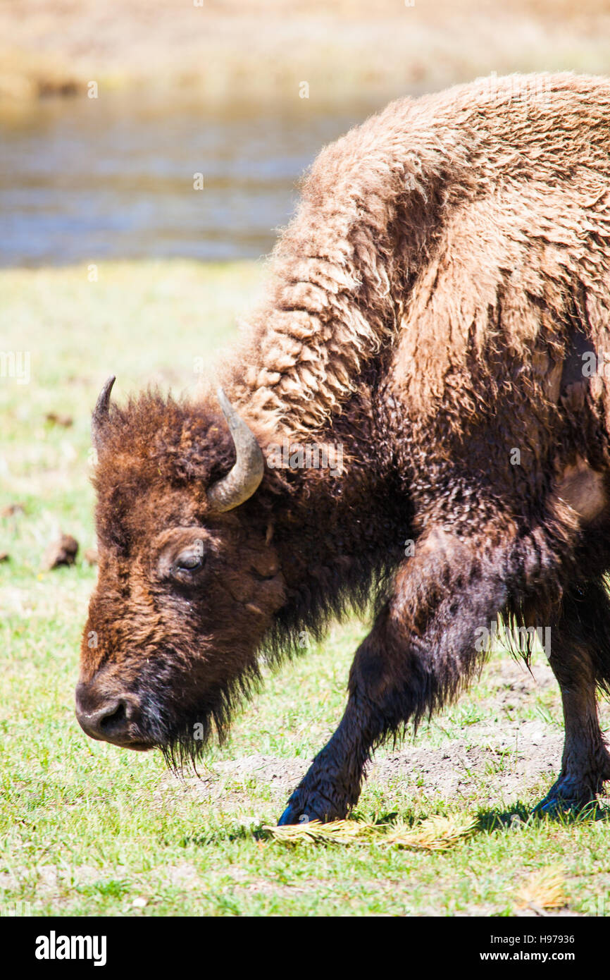 Grand mâle buffalo dans le parc national de Yellowstone Banque D'Images