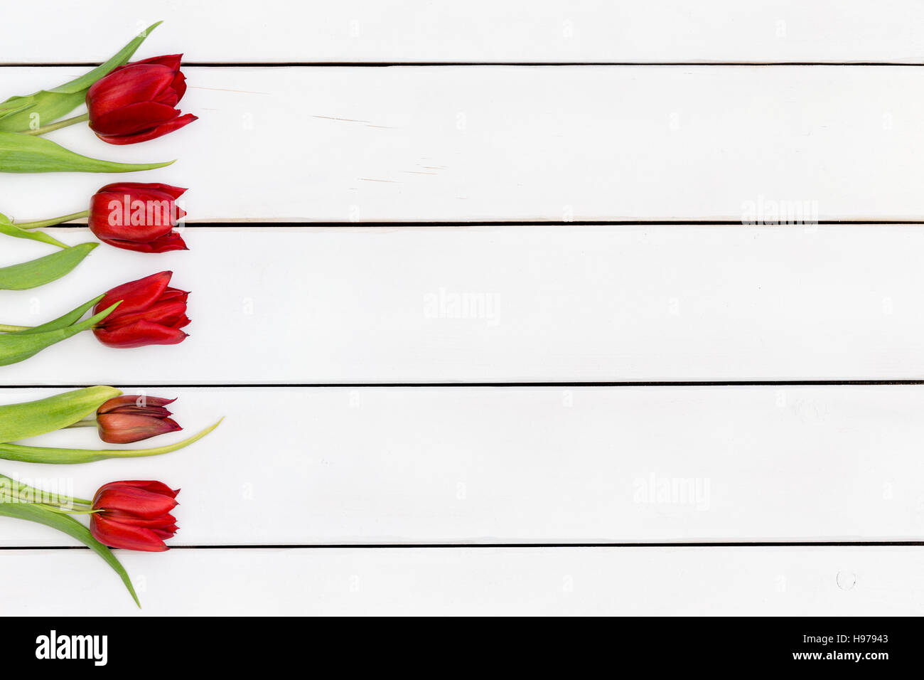 Printemps tulipe rouge vif frontière côté avec des feuilles vertes sur une planche de bois blanc avec fond copy space Banque D'Images