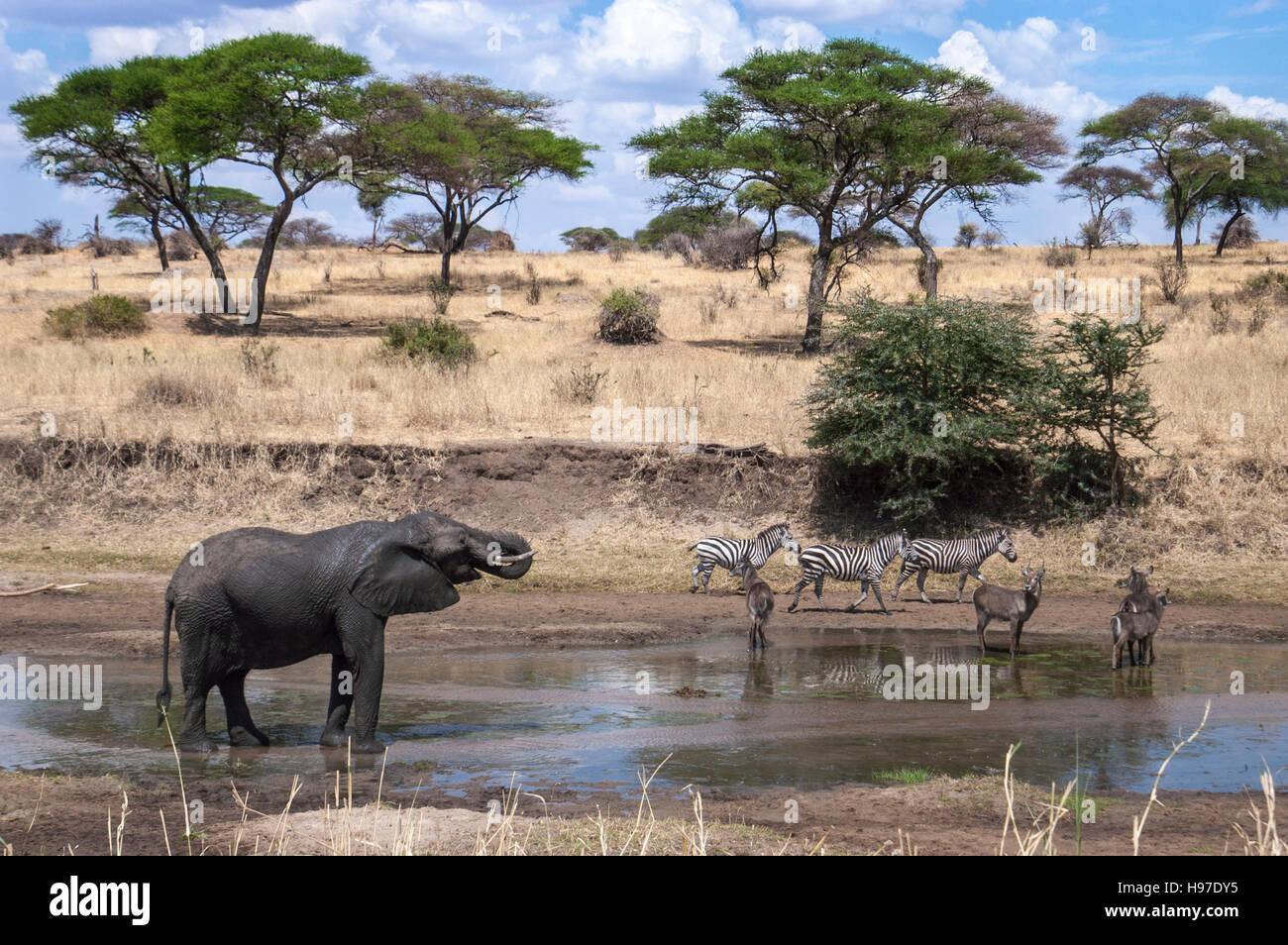 Elephant (Loxodonta africana) et de la faune de l'alcool à une rivière, parc national de Tarangire, Tanzanie Banque D'Images