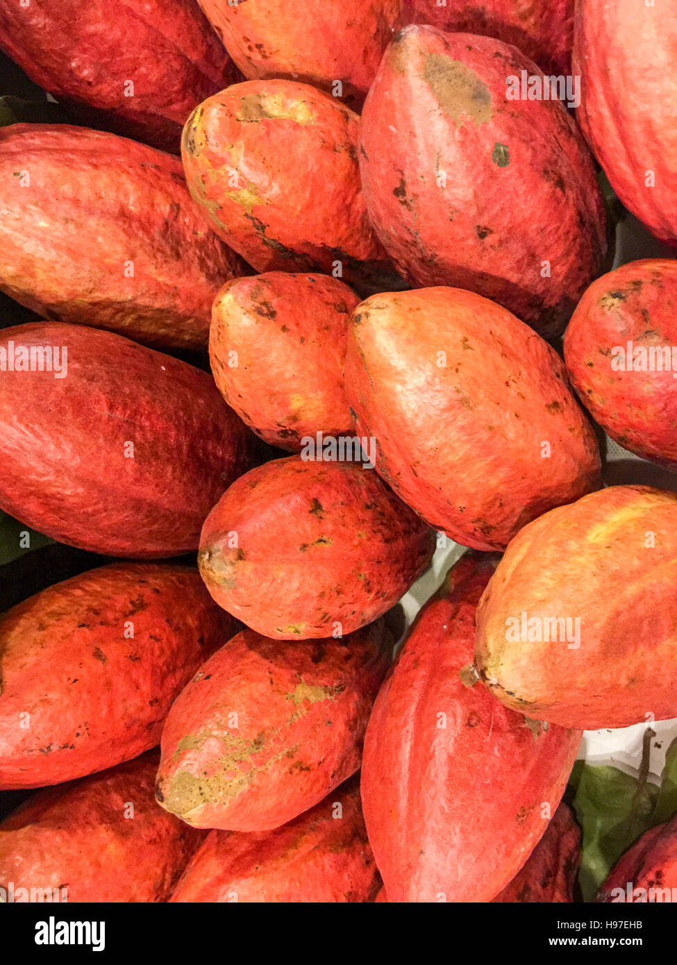 Les images RAW de cacao rouge pour l'affichage au cours de l'exposition locale. Banque D'Images