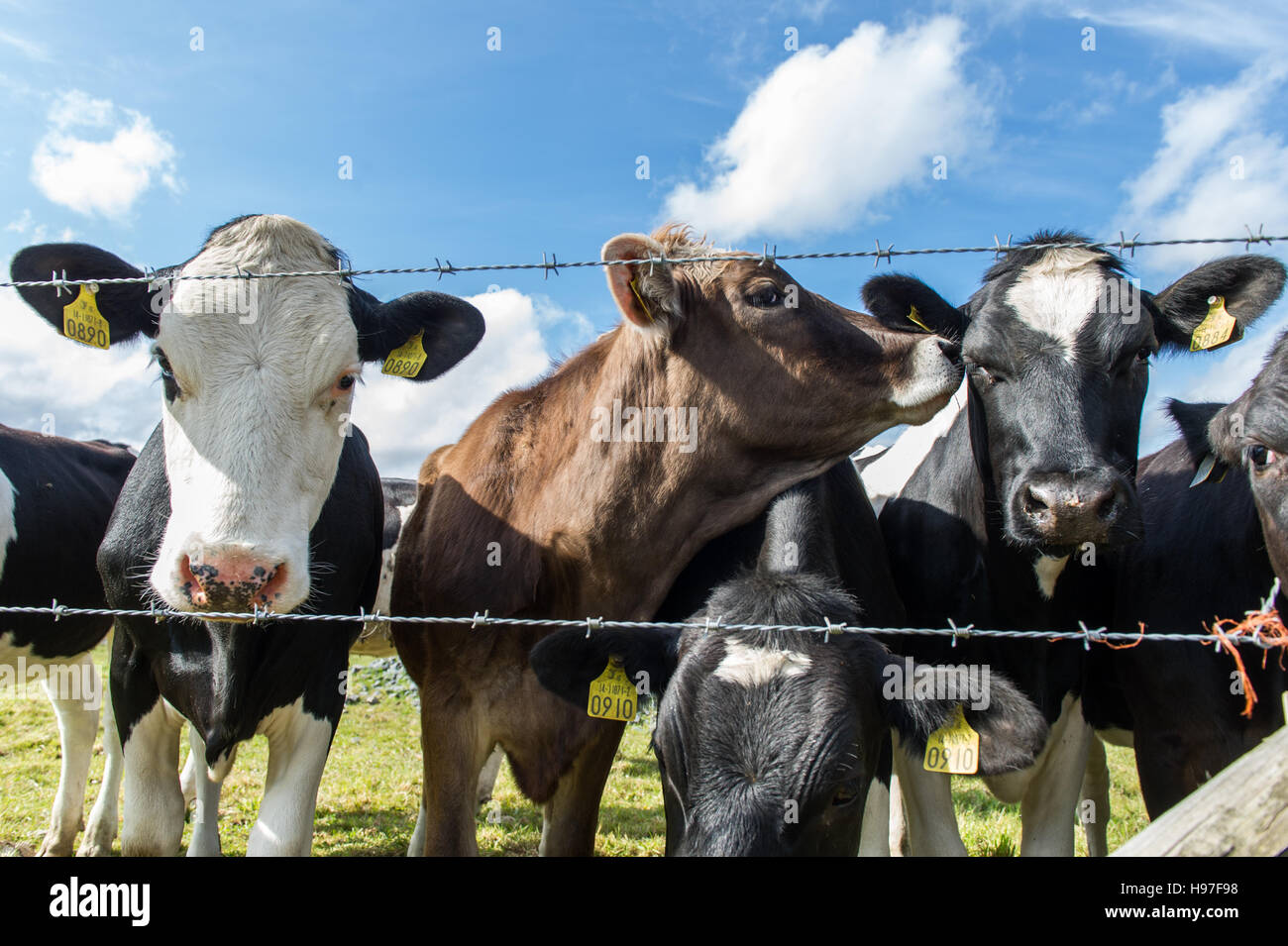 Les vaches/le pâturage du bétail dans un champ sur un beau jour derrière une barrière de barbelé. Banque D'Images