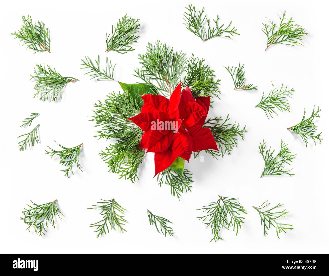 Fleur rouge de Noël Poinsettia et Thuja branches. Télévision Floral background laïcs. Le minimalisme concept Banque D'Images