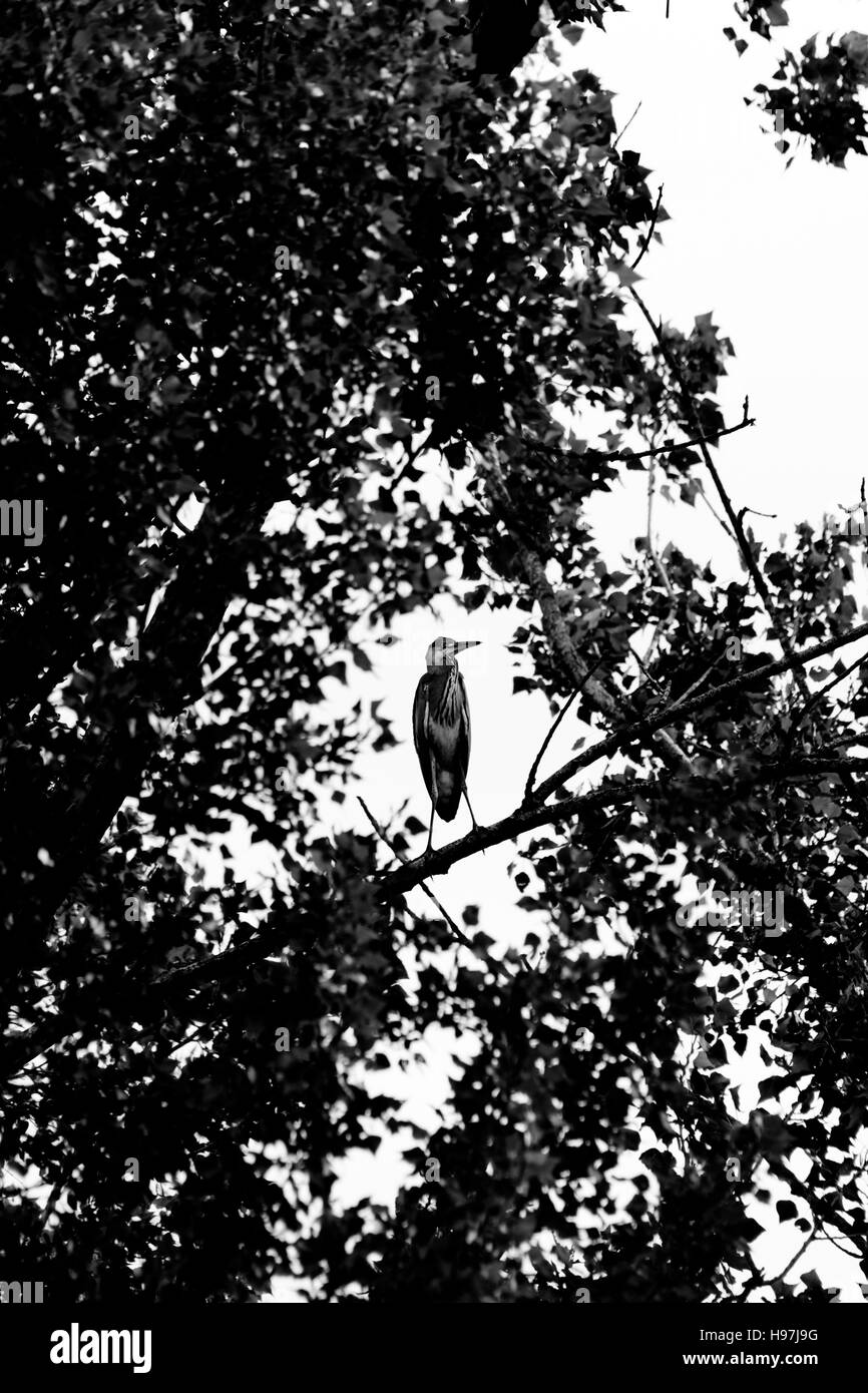 Percher sur Heron encadrée par la direction générale laisse Banque D'Images Percher sur Heron encadrée par la direction générale laisse Banque D'Images