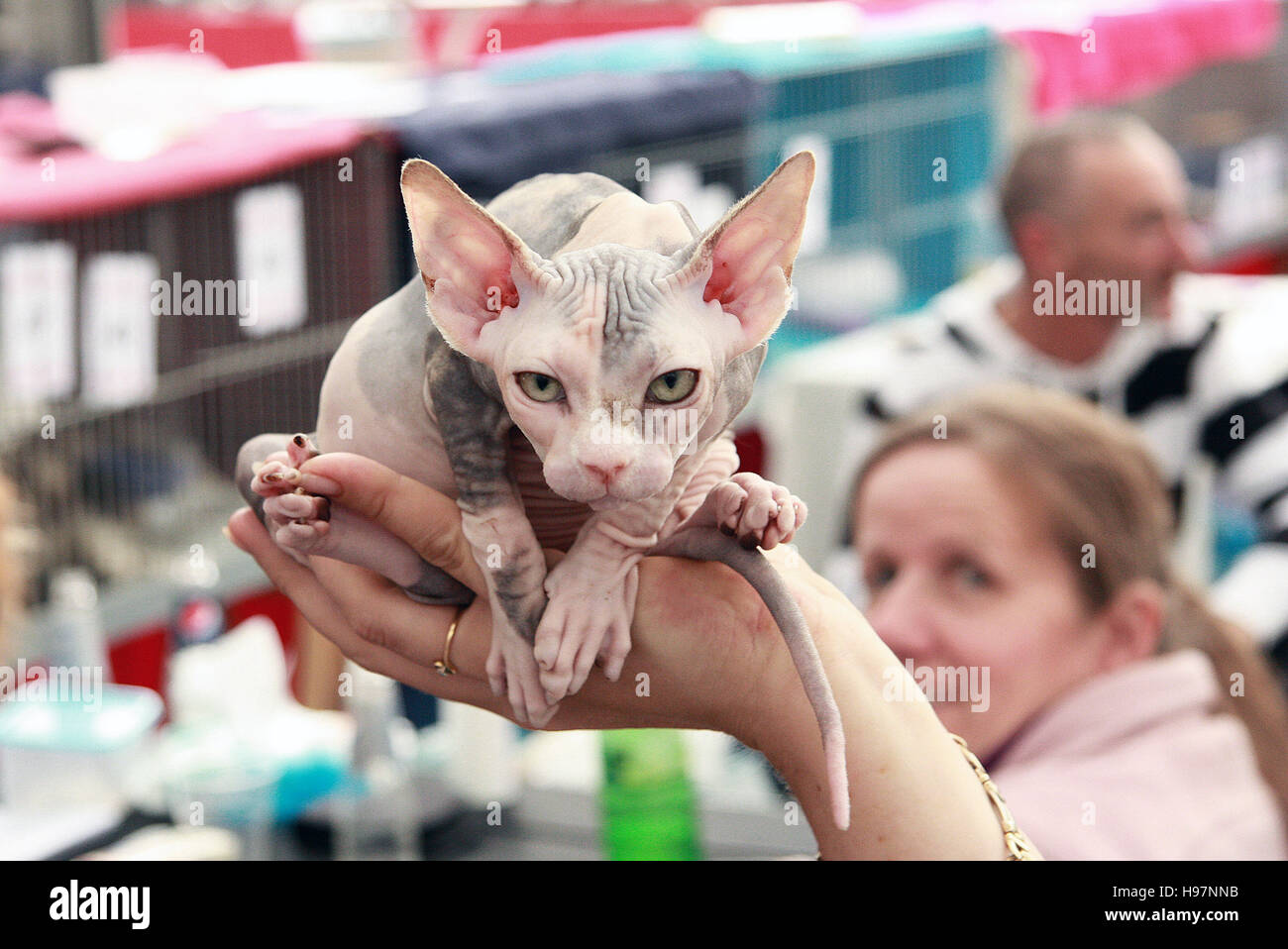 Jeune chaton Sphynx tenu dans la main d'une personne lors d'une compétition de spectacle de chat. Race sans poils ; peau ridée, grandes oreilles, et apparence unique. Banque D'Images