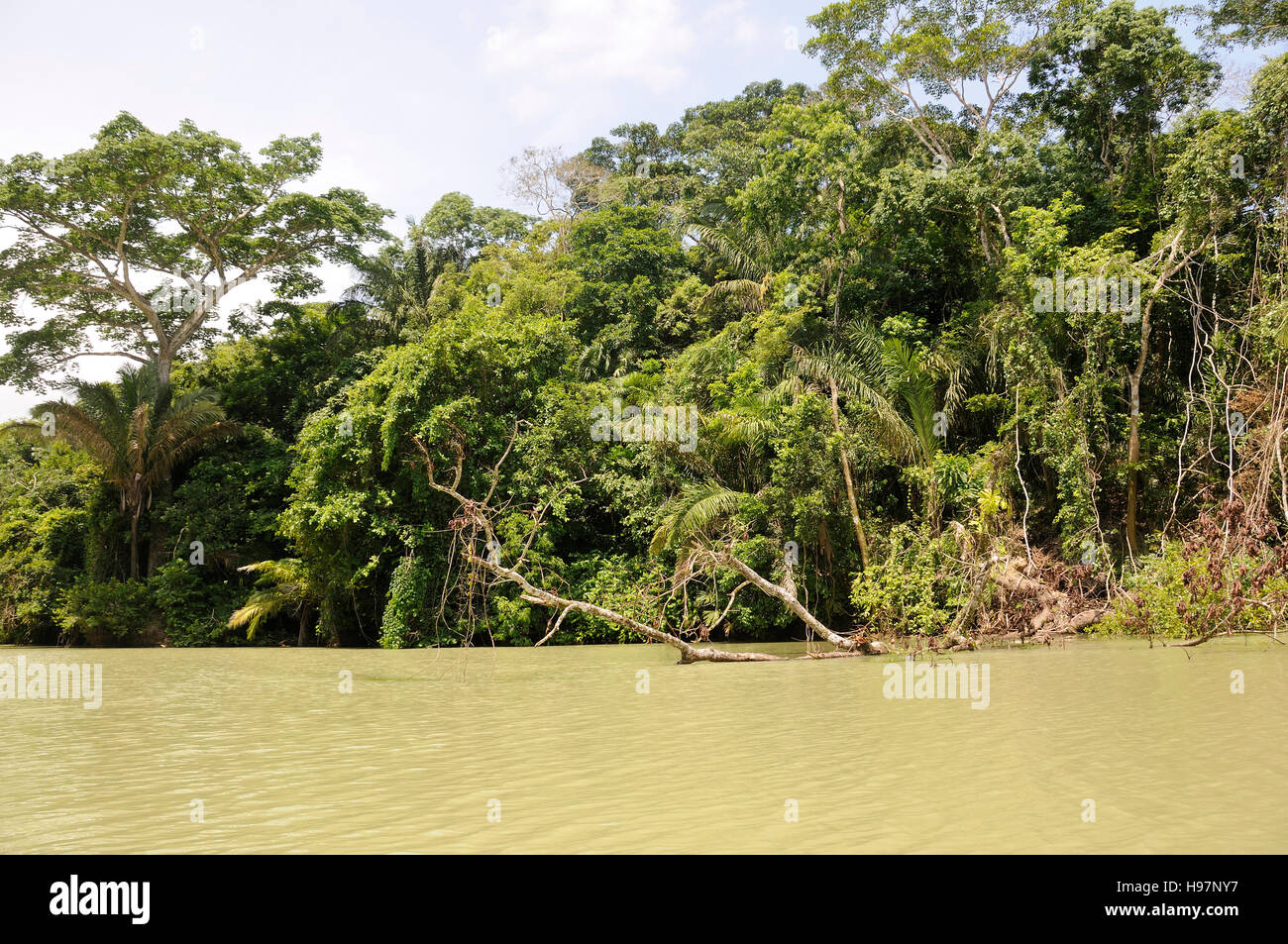 Gatun Lake, forêt tropicale par Canal de Panama, Panama Banque D'Images