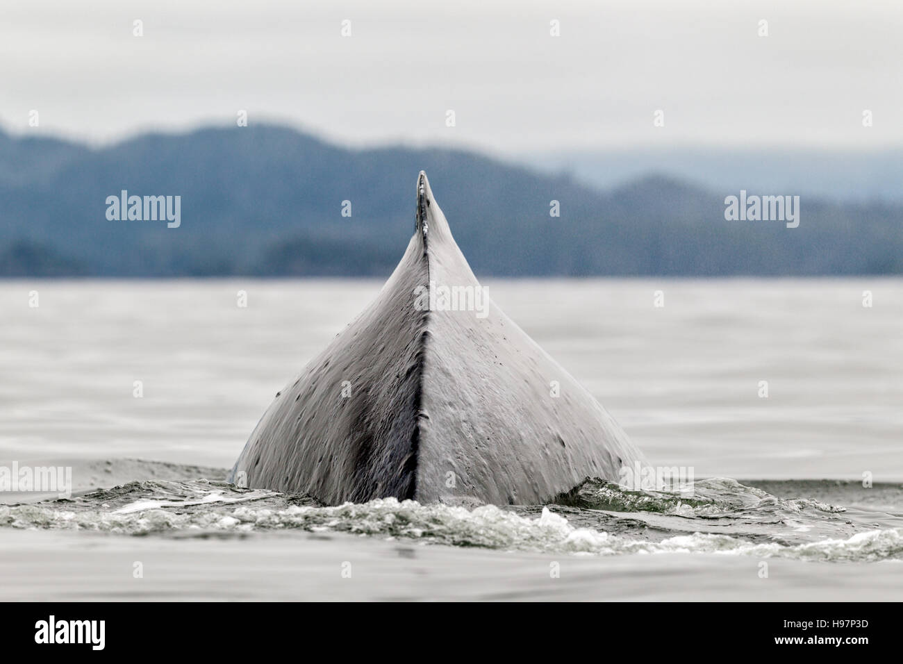 Un adulte baleine à bosse (Megaptera novaeangliae) plongée sous-marine dans les eaux autour de la côte de l'Alaska Banque D'Images