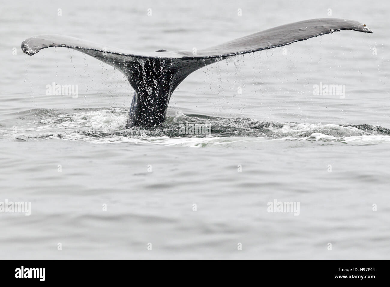 Un adulte baleine à bosse (Megaptera novaeangliae) fluking dans les eaux autour de la côte de l'Alaska Banque D'Images