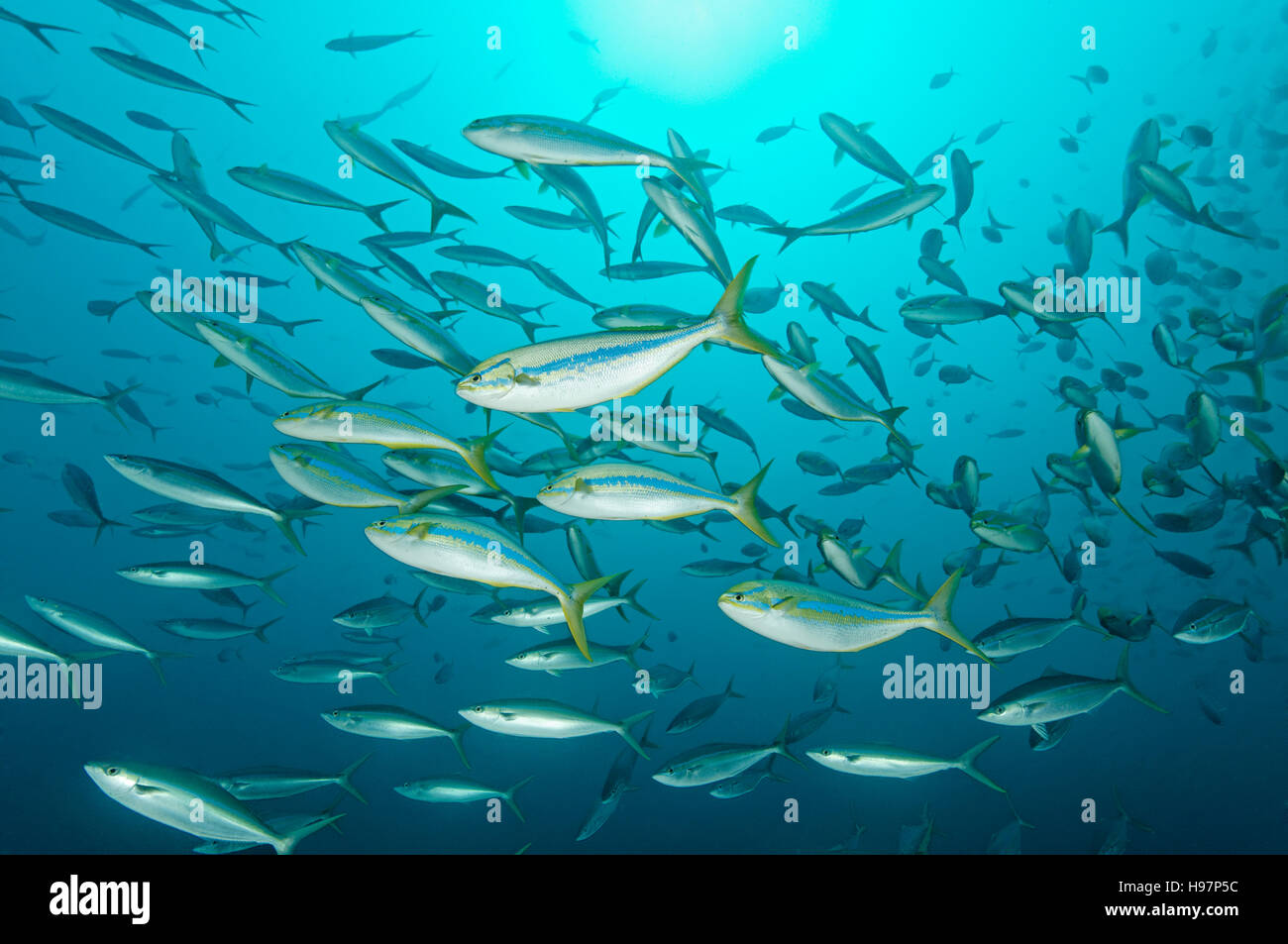 L'école mixte de ménés de Arc-en-ciel Arc-en-ciel et porteur, l'île de Malpelo, en Colombie, à l'Est de l'Océan Pacifique Banque D'Images