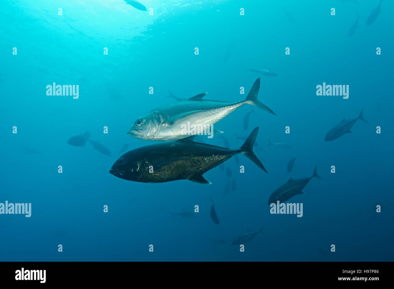 Paire de caranges, l'île de Malpelo, en Colombie, à l'Est de l'Océan Pacifique Banque D'Images