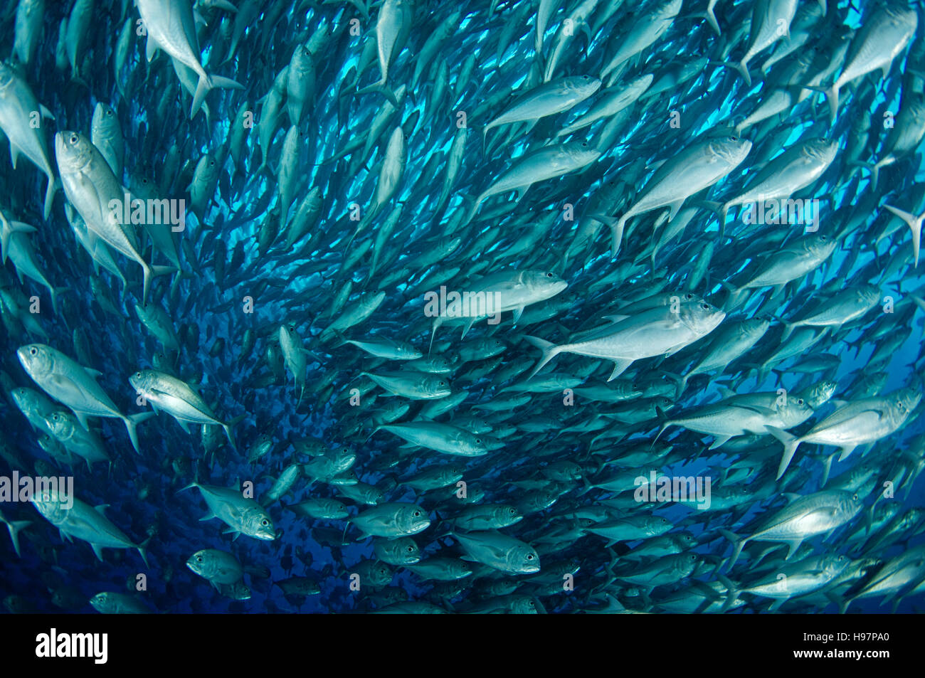 De l'école les carangues, les prises de thon obèse obèse, l'île de Malpelo, en Colombie, à l'Est de l'Océan Pacifique Banque D'Images