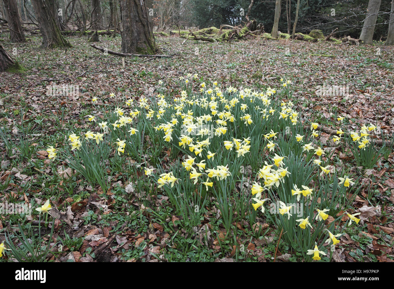 Jonquille Narcissus pseudonarcissus sauvages Hampshire Angleterre Banque D'Images
