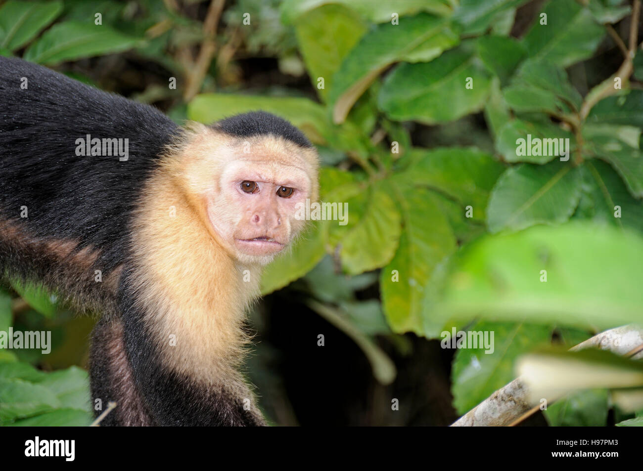 Singe capucin à tête blanche, rainforest, Gamboa, Panama Banque D'Images