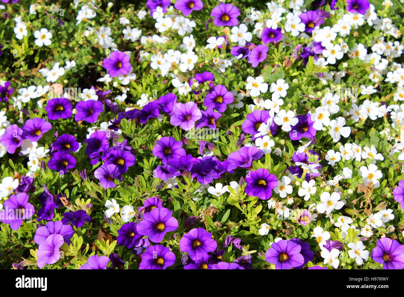 Fond de fleurs Banque D'Images