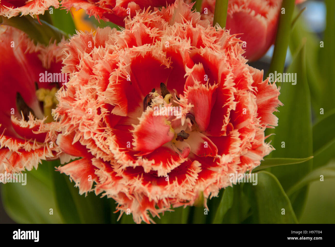 Tulip Brest Banque D'Images