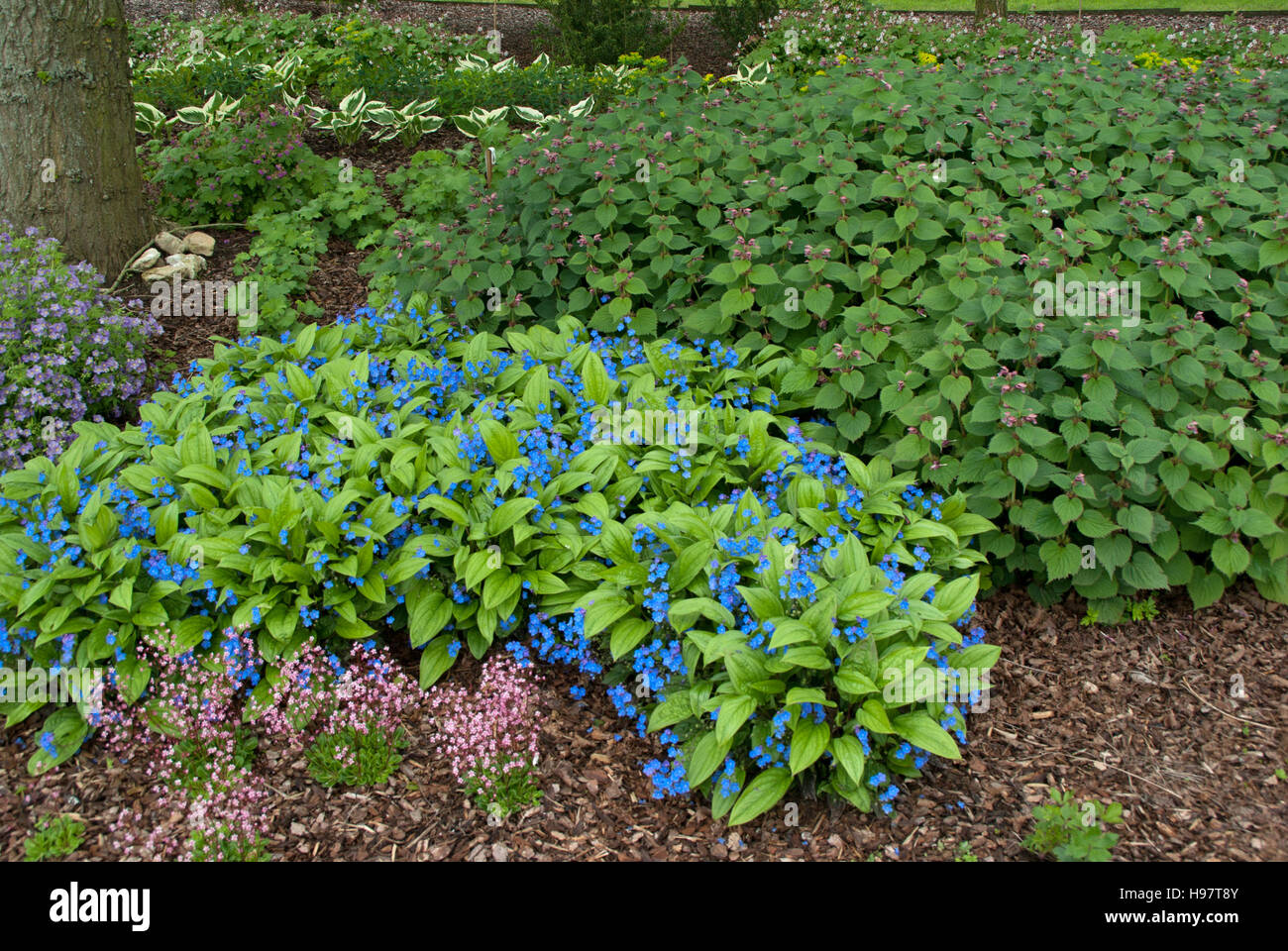 Brunnera et Lamium Banque D'Images