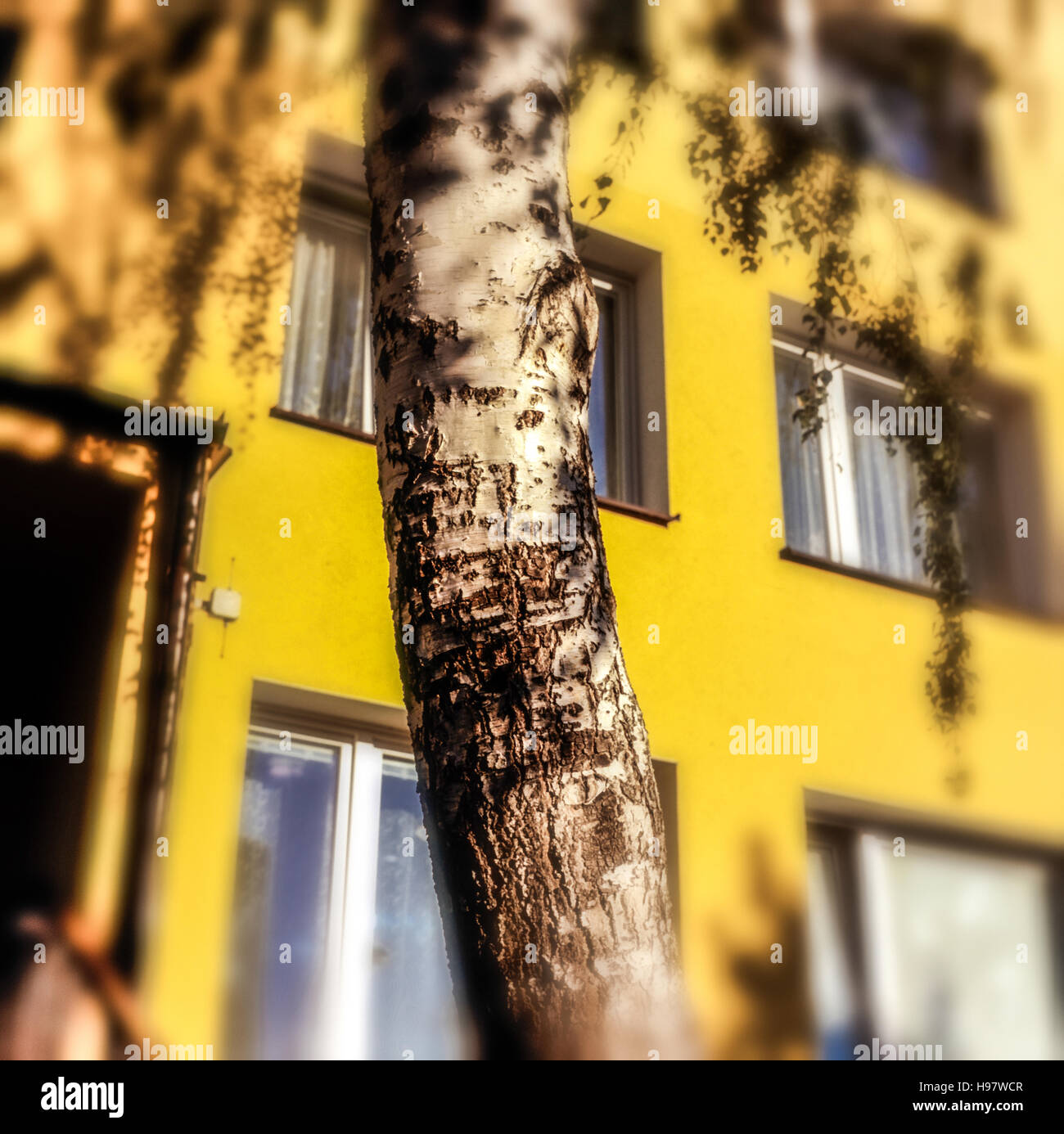 Bouleau blanc poussant sur un domaine immobilier, arbre urbain de plantes Banque D'Images