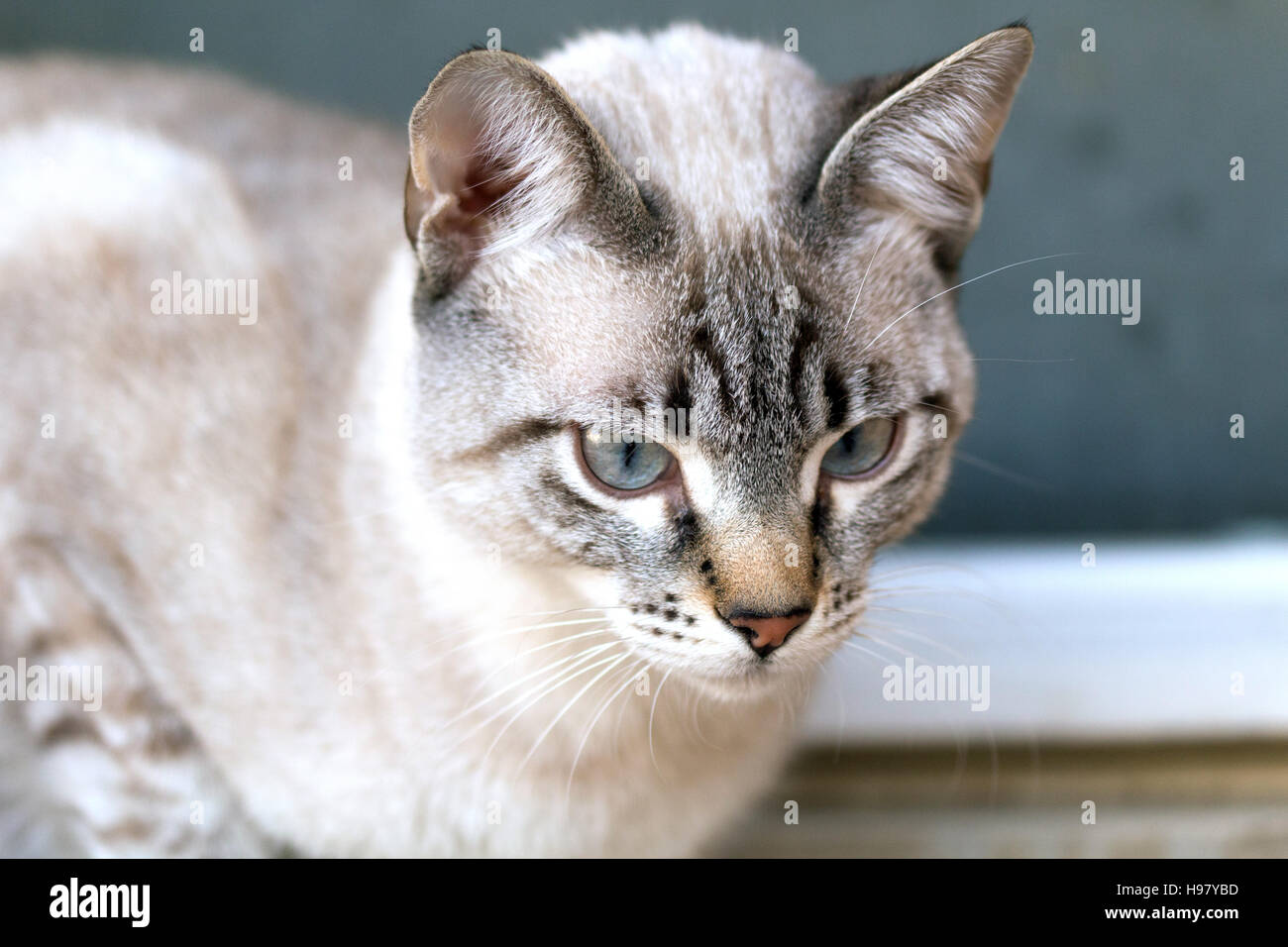 visage de chat, portrait de chat Banque D'Images
