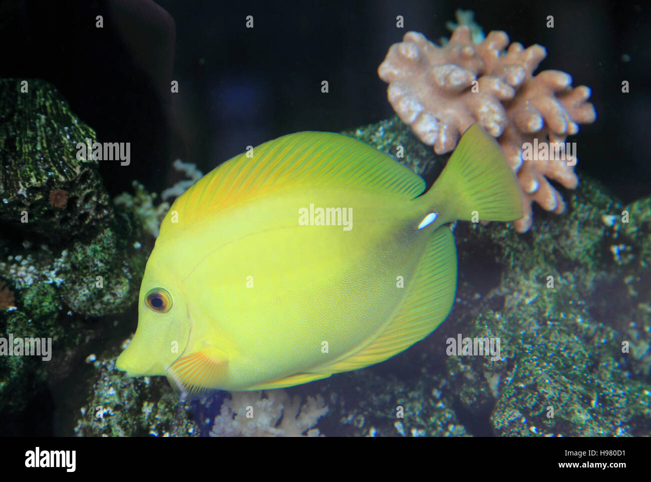 Japon, Tokyo, aquarium, poisson, Banque D'Images