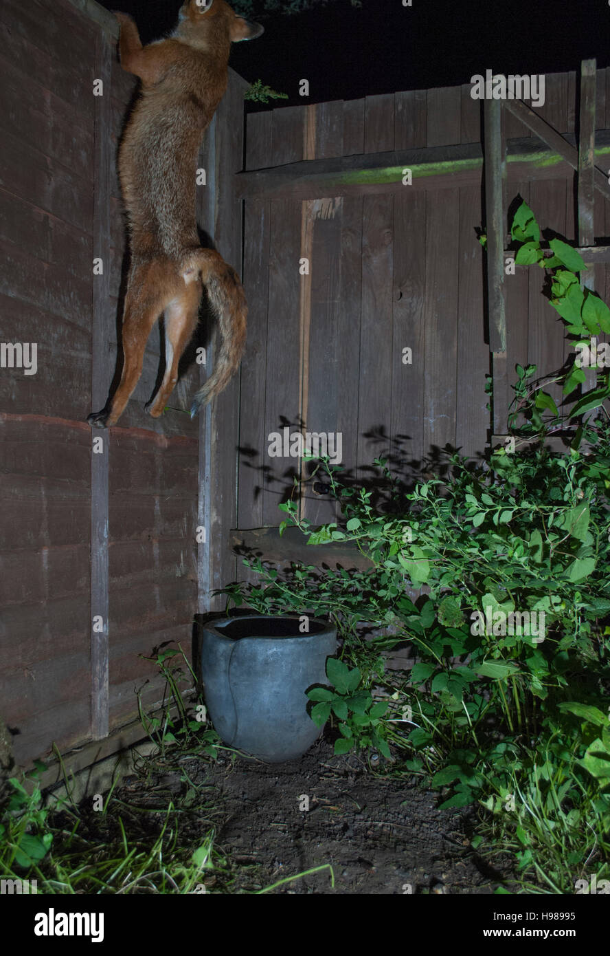Le renard roux, l'Urbain (Vulpes vulpes), grimpe sur une clôture de nuit dans un jardin de Londres, Royaume-Uni Banque D'Images