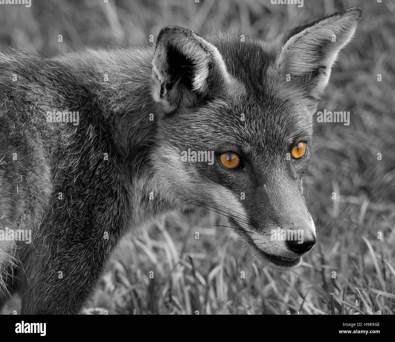 Fox (Vulpes vulpes) conversion en noir et blanc avec couleur couleur yeux pop tête et des épaules en format paysage. L'impact artistique yeux brillants. Banque D'Images