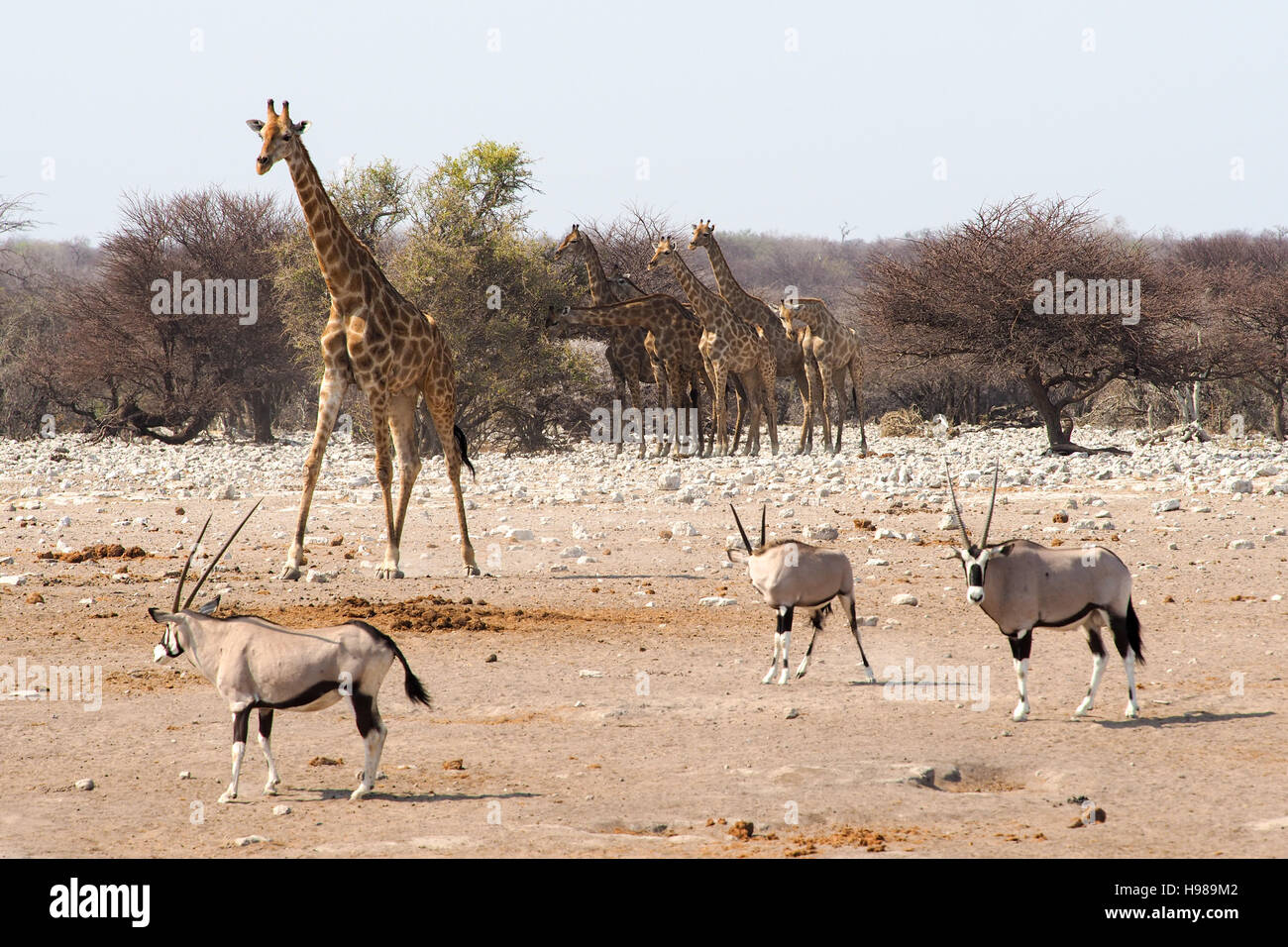 NP d'Etosha, Namibie Banque D'Images