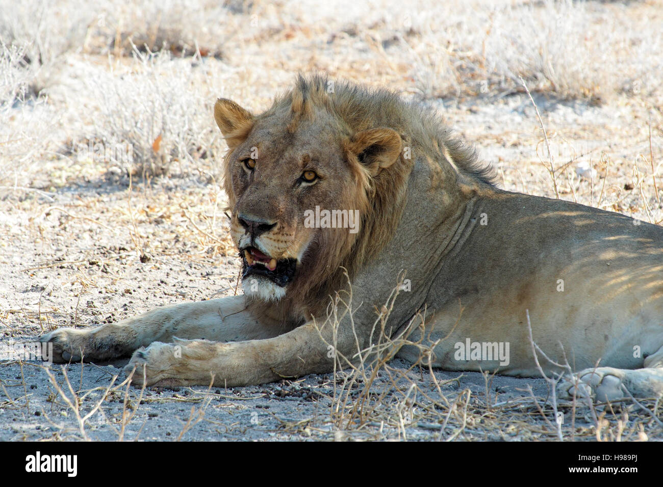Lion dans le parc d'Etosha, Namibie NP Banque D'Images