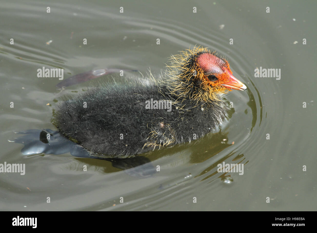 Bebe Foulque Macroule Fulica Atra Nager Sur La Riviere A La Recherche De Nourriture Photo Stock Alamy Bebe Foulque Macroule Fulica Atra Nager Sur La Riviere A La Recherche De Nourriture Photo Stock Alamy