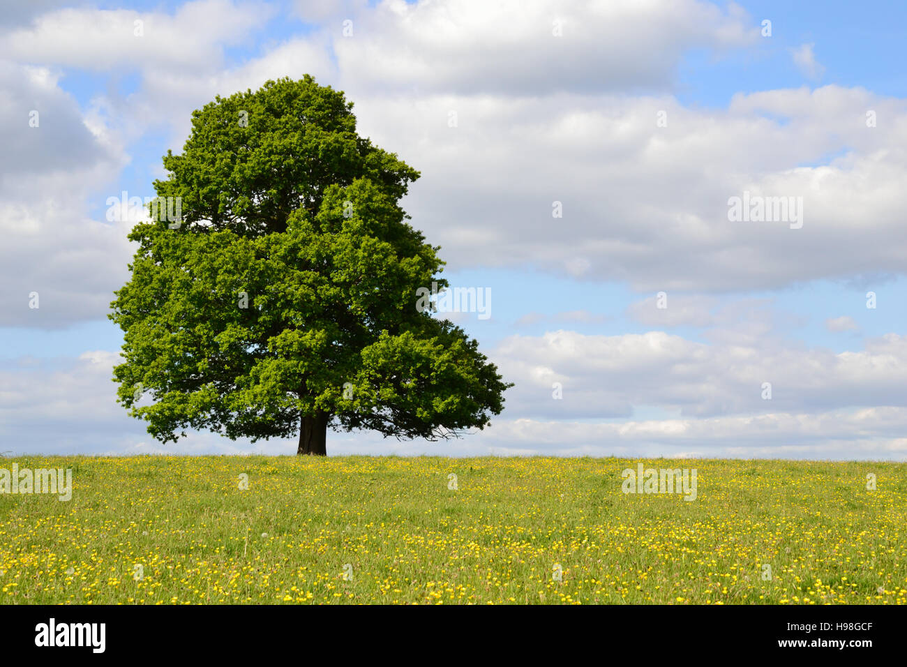 Seul arbre dans un champ buttercup sous un ciel nuageux ciel bleu Banque D'Images