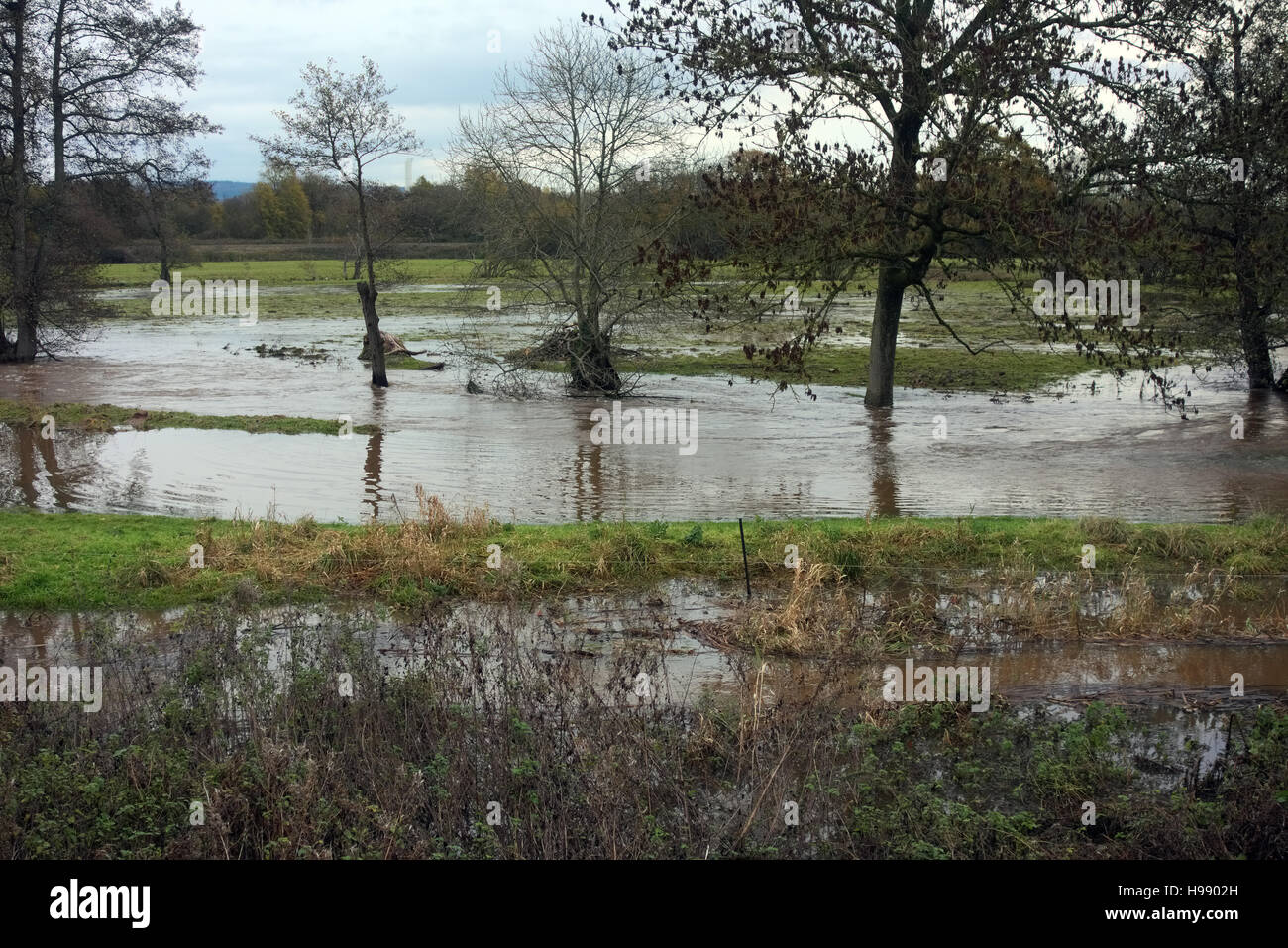 D'anthracite, de la rivière de l'est du Devon, Royaume-Uni. 20 Nov, 2016. L'inondation sur la rivière près de l'épi est du Devon Cullompton, dusk le dimanche 20 novembre 2016 avec une prévision de plus fortes pluies à venir la nuit Hughes-Jones Crédit : Martin/Alamy Live News Banque D'Images