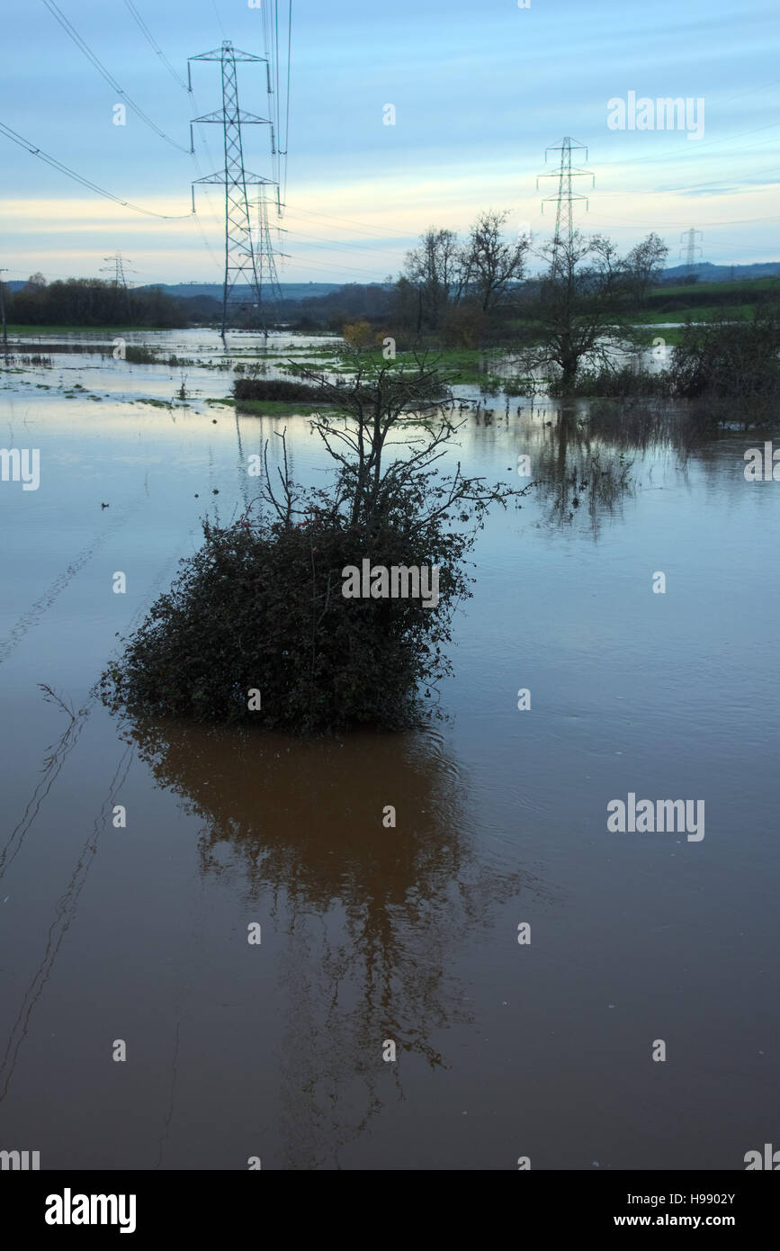 D'anthracite, de la rivière de l'est du Devon, Royaume-Uni. 20 Nov, 2016. L'inondation sur la rivière près de l'épi est du Devon Cullompton, dusk le dimanche 20 novembre 2016 avec une prévision de plus fortes pluies à venir la nuit Hughes-Jones Crédit : Martin/Alamy Live News Banque D'Images