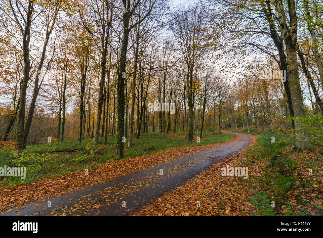 Parc de Hooke, Hooke, Dorset, UK. 20 novembre 2016. Météo britannique. À Woodland Park près de Hooke Hooke à Beaminster dans Dorset avec très peu d'autres feuilles de l'automne sur la gauche les hêtres après une nuit de forts coups de vent et de fortes pluies. Hooke Park est l'accueil d'un collège d'architecture qui crée de bâtiments fabriqués à partir de l'arbres dans le bois. Photo : Graham Hunt/Alamy Live News Banque D'Images