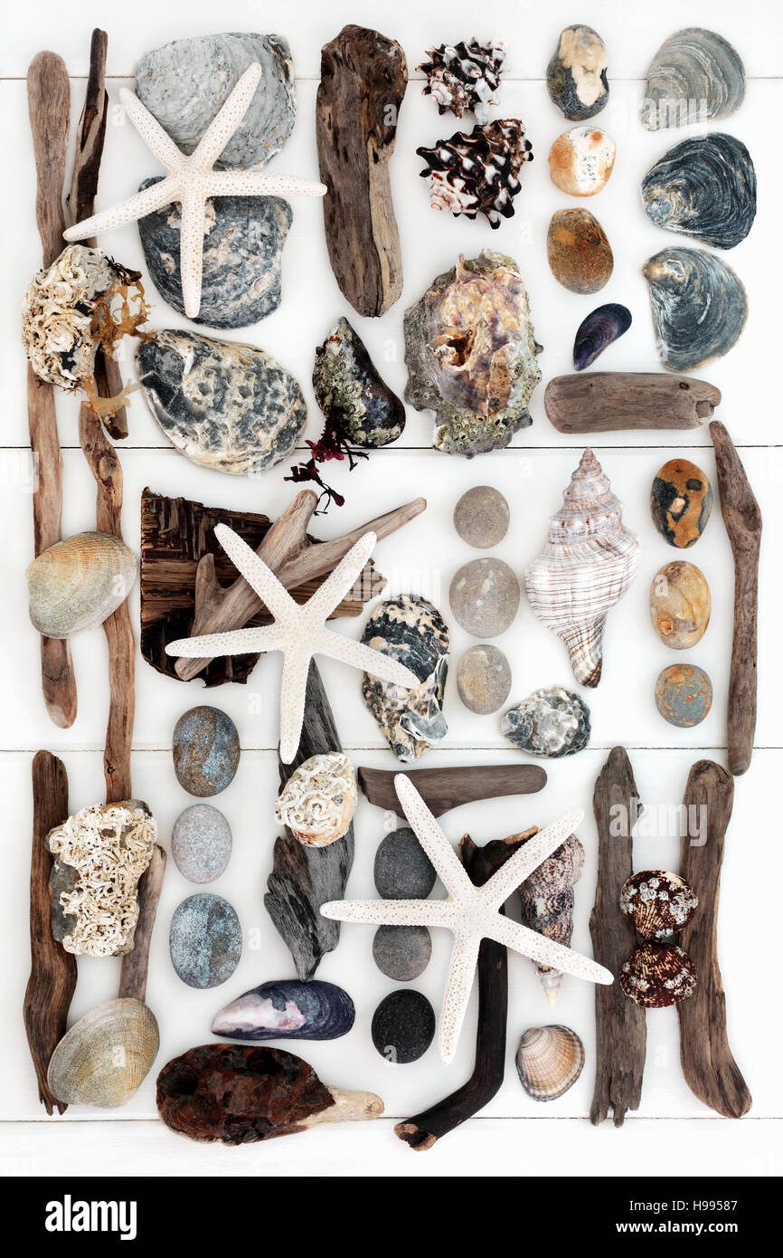 Coquillage, bois flotté, rock et les algues des objets naturels de la création d'un collage abstrait sur fond de bois blanc. Banque D'Images