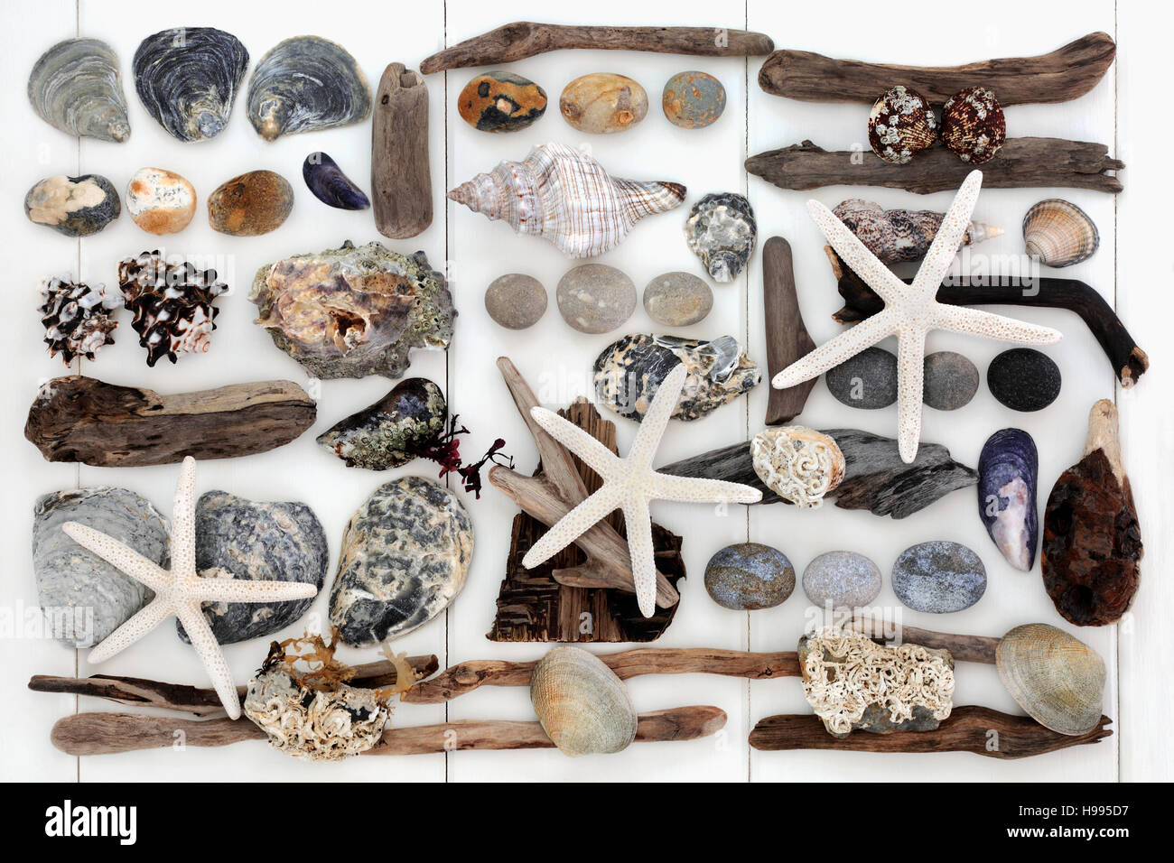 Coquillage, bois flotté, rock et les algues des objets naturels de la création d'un collage abstrait sur fond de bois blanc. Banque D'Images