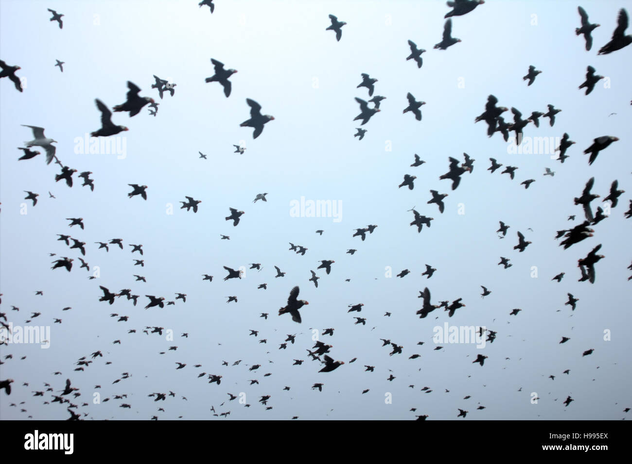 Éclipse de ciel. Ciel couvert d'oiseaux noirs. Fin du monde. Le jour du jugement. Le tapis volant Macareux moine (Fratercula cirrhata) Banque D'Images