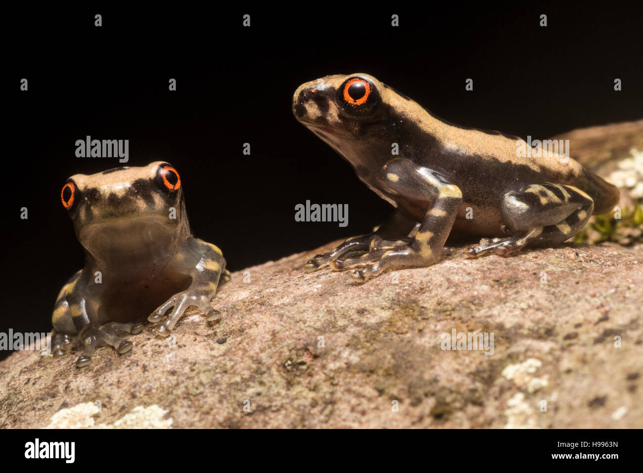 Deux grenouilles nouvellement métamorphosées s'asseoir sur un rocher au milieu d'un ruisseau au Pérou. Banque D'Images