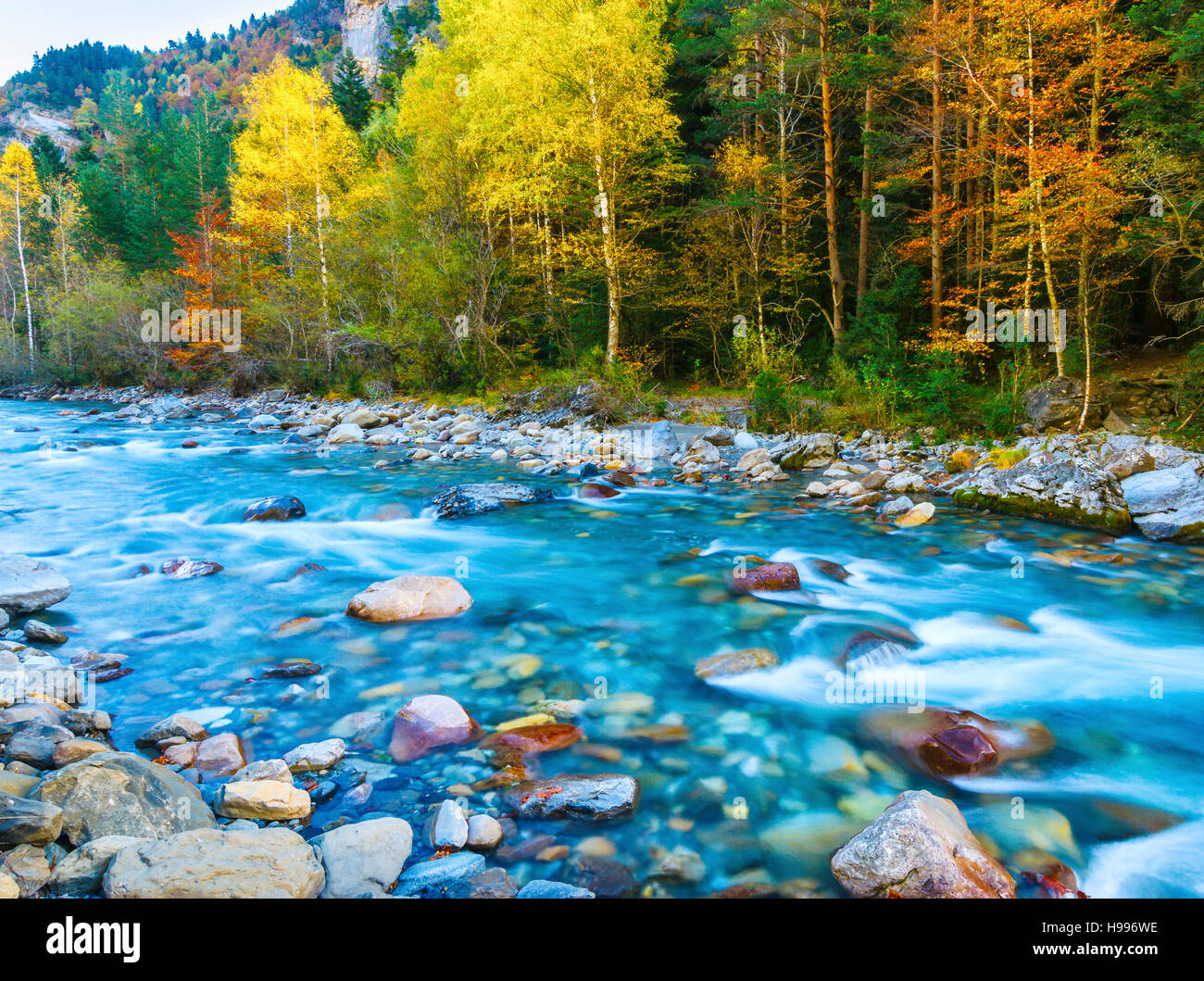 Rivière de montagne et forêt en automne. Banque D'Images