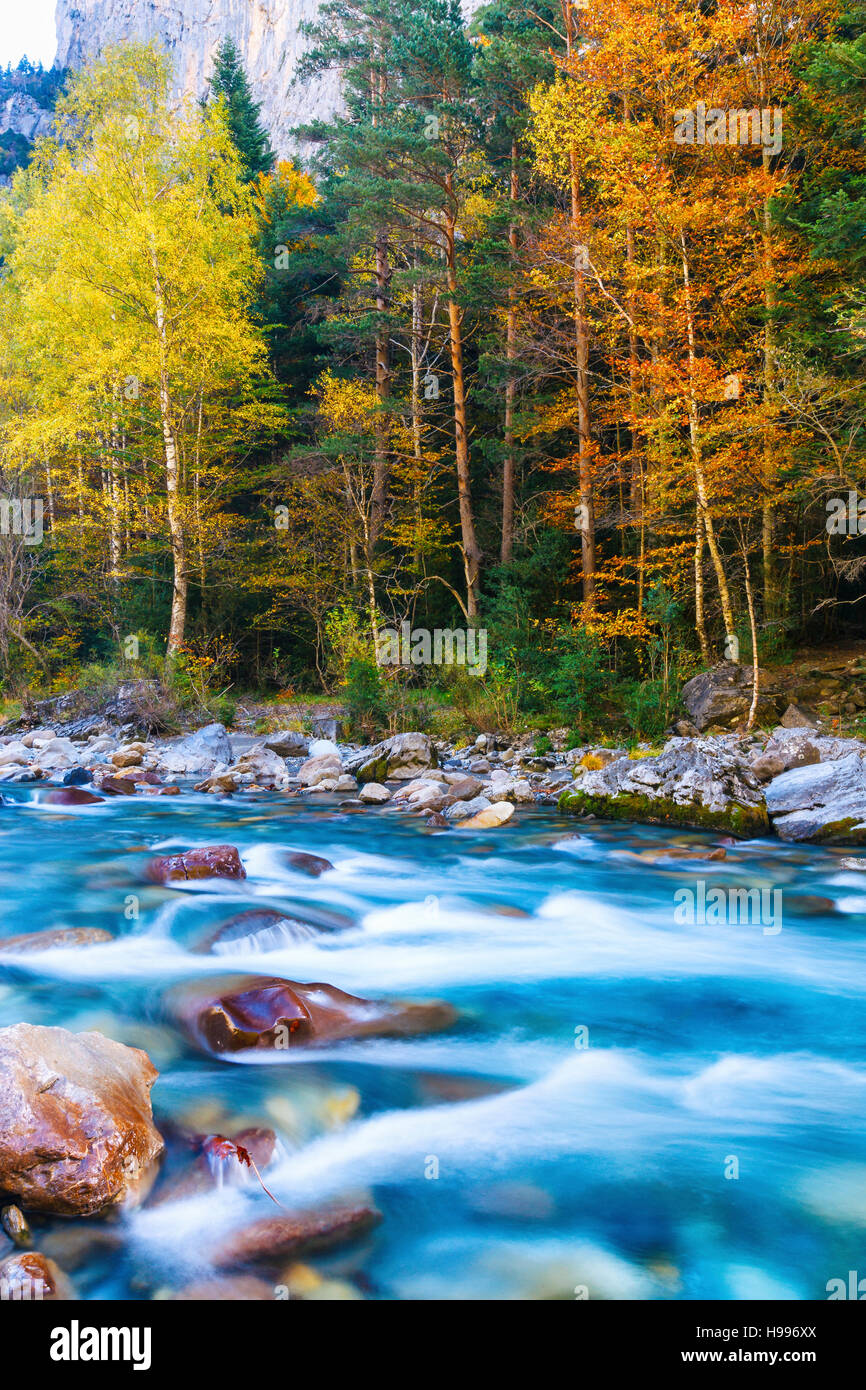 Rivière de montagne et forêt en automne. Banque D'Images