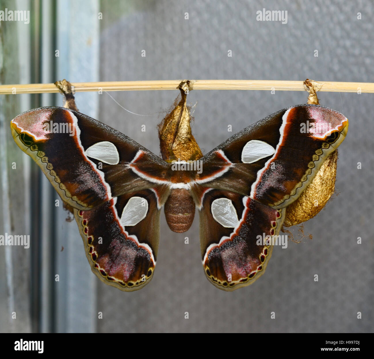 Sortant de son cocon de papillon Banque D'Images