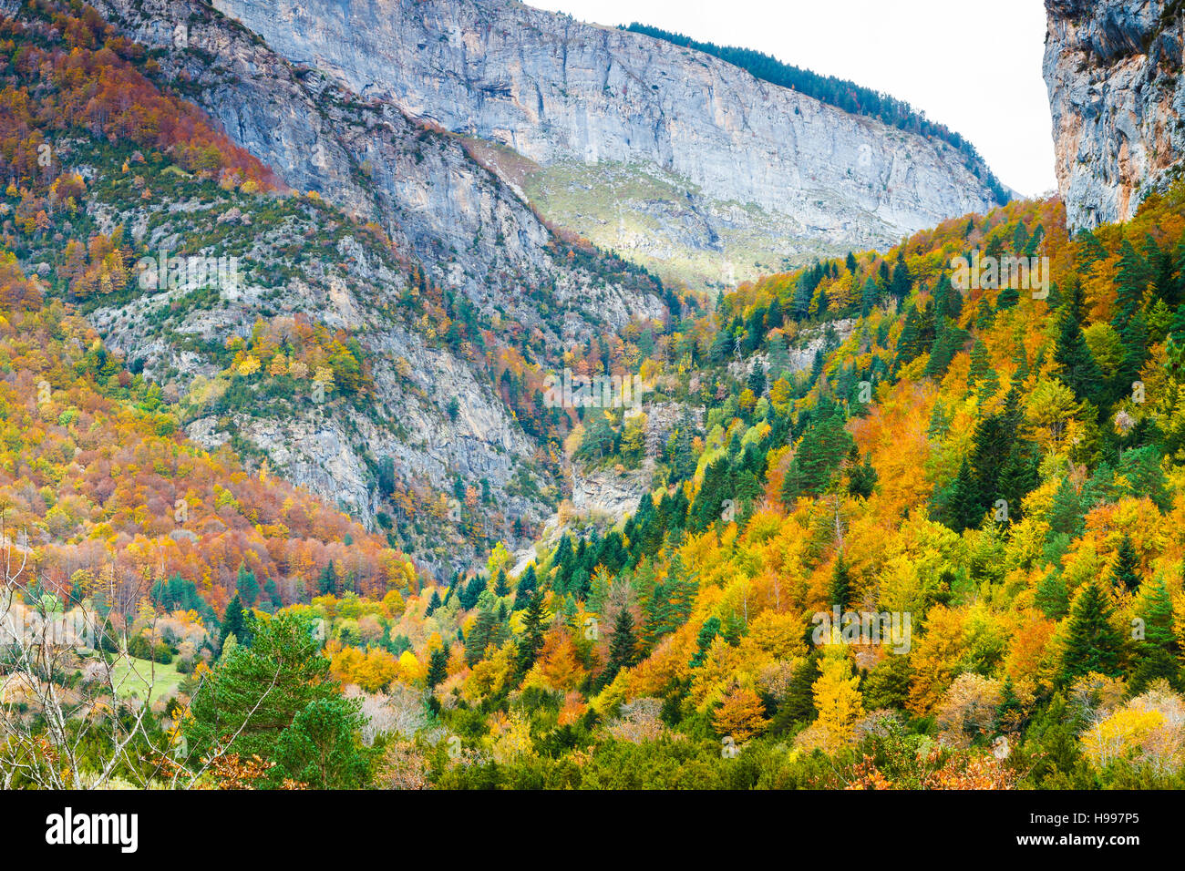 Des montagnes et des forêts. La vallée de Bujaruelo. Pyrénées, Aragon, Espagne, Europe Banque D'Images