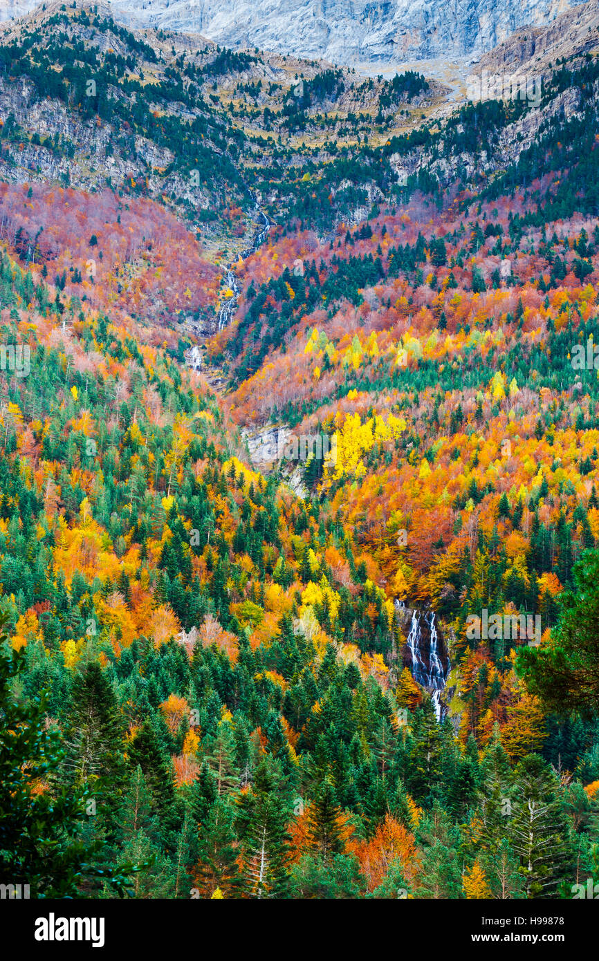 Forêt en automne et cascade. Banque D'Images