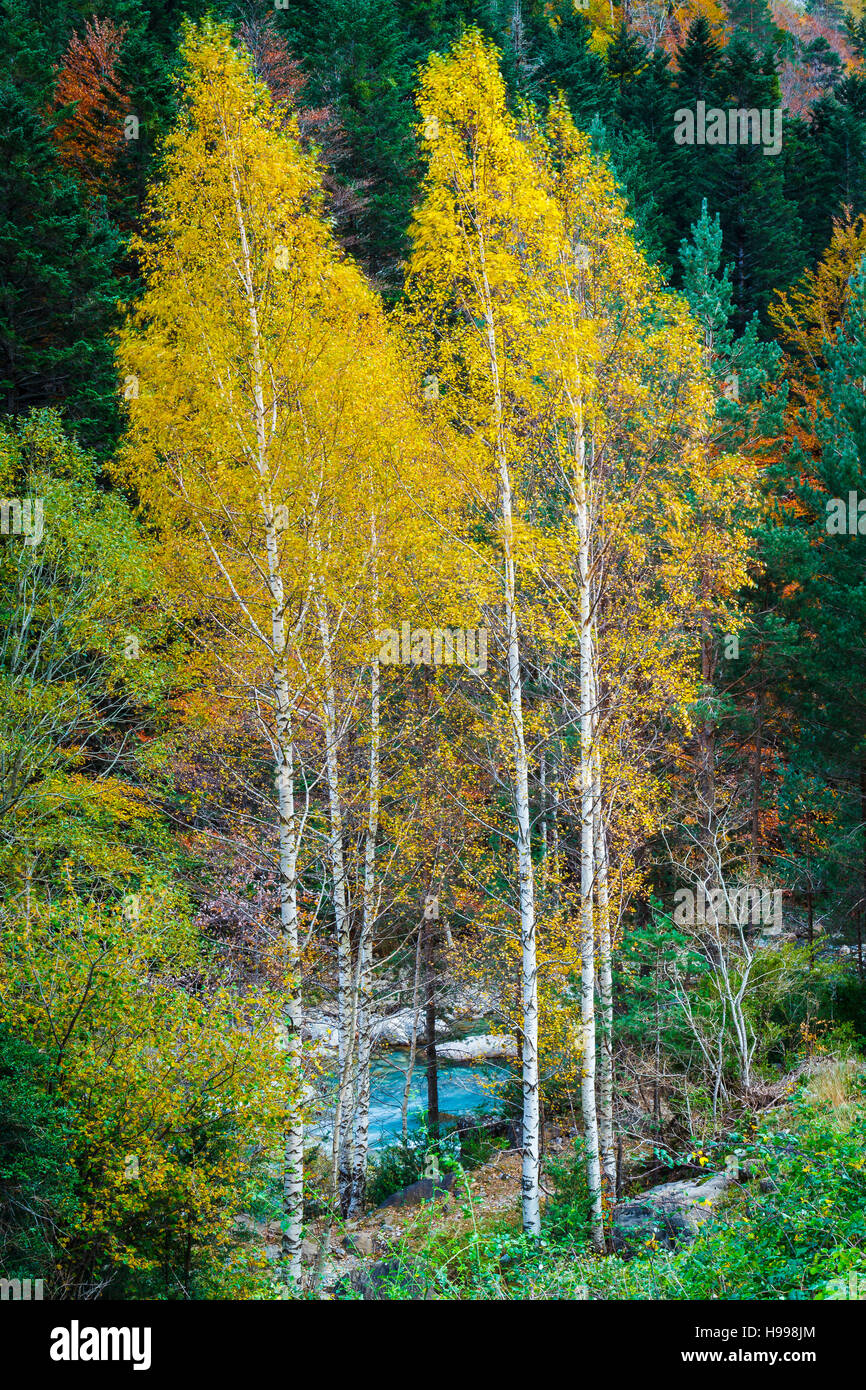 Le bouleau verruqueux (Betula pendula) en automne. Banque D'Images