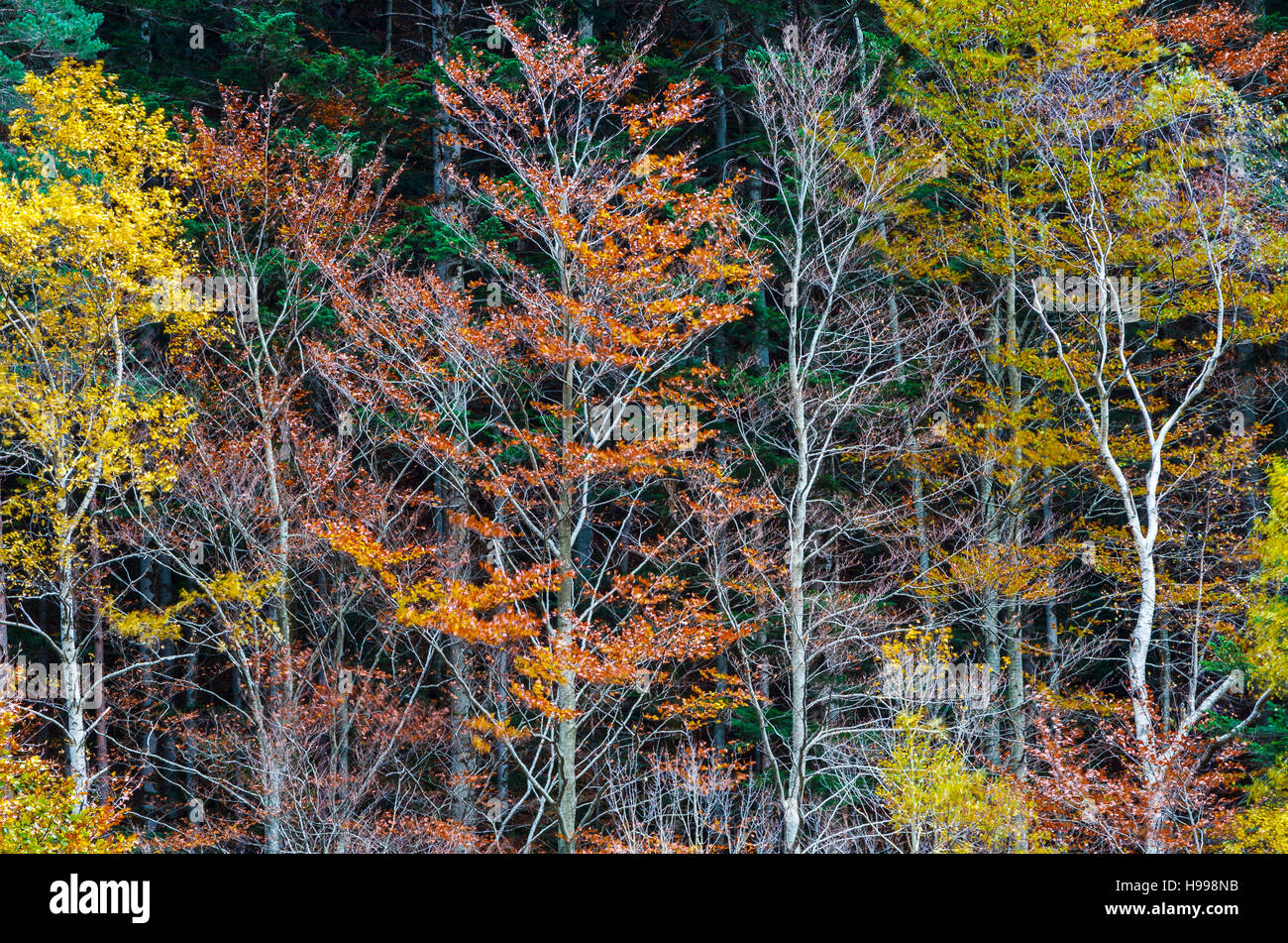 La forêt de feuillus à l'automne. Banque D'Images