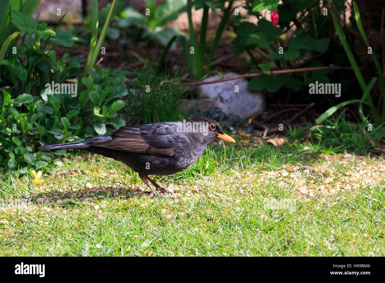 Blackbird féminin à la recherche de nourriture dans un jardin Banque D'Images